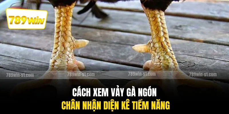 Cách xem vảy gà ngón chân nhận diện kê tiềm năng