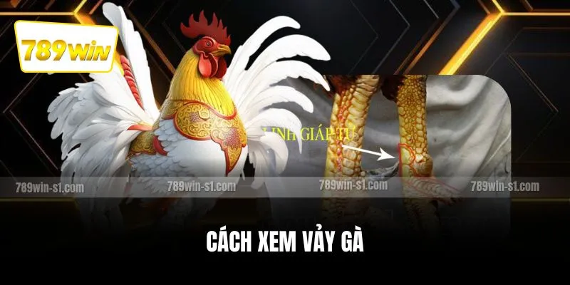 Cách xem vảy gà