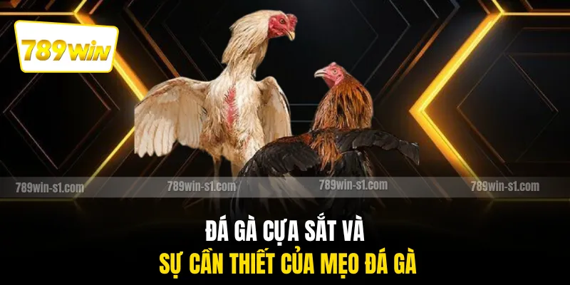 Đá gà cựa sắt và sự cần thiết của mẹo đá gà