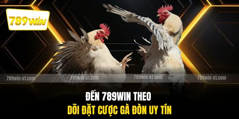 Đến 789WIN theo dõi đặt cược gà đòn uy tín