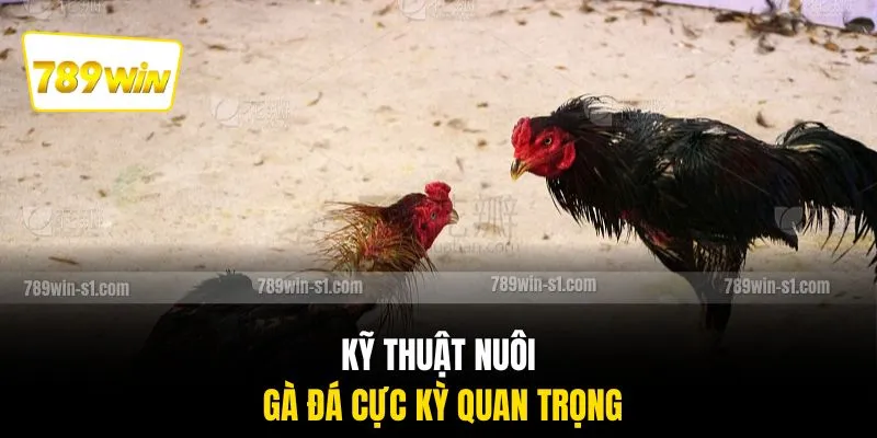Kỹ thuật nuôi gà đá cực kỳ quan trọng