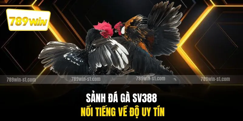 Sảnh đá gà SV388 nổi tiếng về độ uy tín