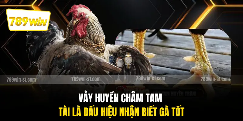 Vảy huyền châm tam tài là dấu hiệu nhận biết gà tốt